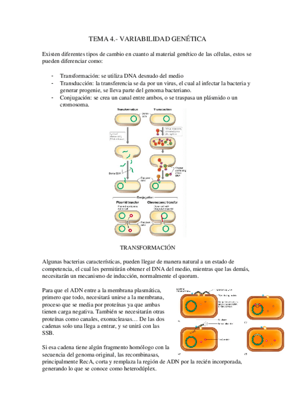 Miniatura del documento Tema-4.-Variabilidad-genetica.docx