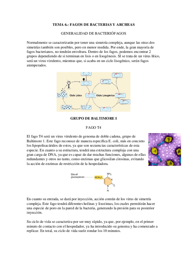 Miniatura del documento Tema-6.-Fagos-de-bacterias-y-archeas.docx