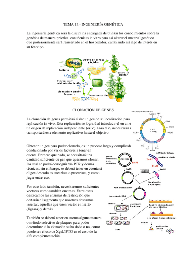 Miniatura del documento Tema-13.-Ingenieria-genetica.docx