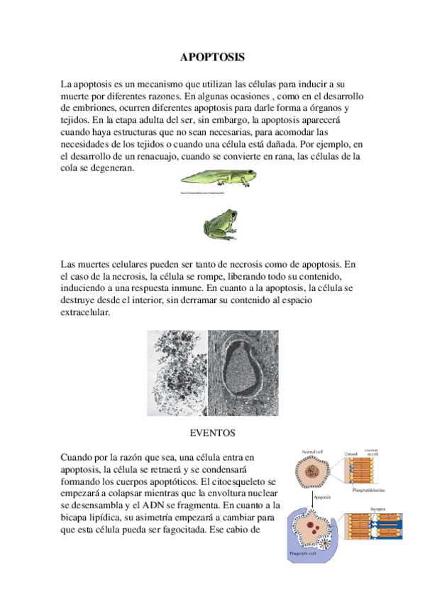 Miniatura del documento 12.-Apoptosis.docx