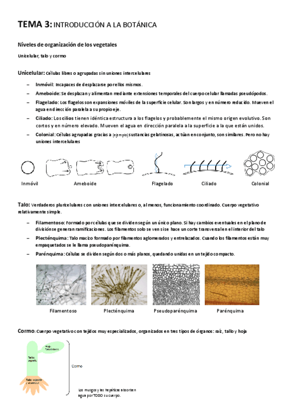Miniatura del documento TEMA-3-Introduccion-a-la-botanica.pdf