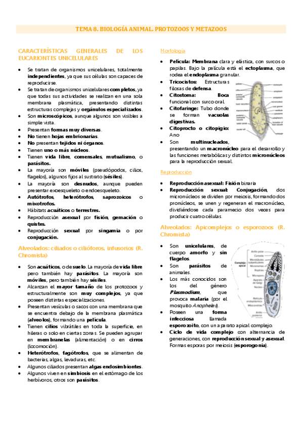 Miniatura del documento Tema 8 biología animal, protozoos y metazoos.pdf