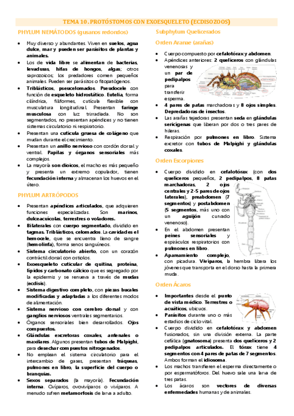 Miniatura del documento Tema 10 biología animal, ecdisozoos.pdf