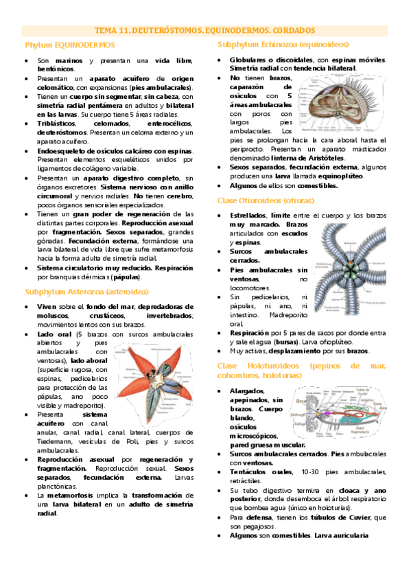 Miniatura del documento Tema 11 biología animal, deuteróstomos, equinodermos, cordados.pdf
