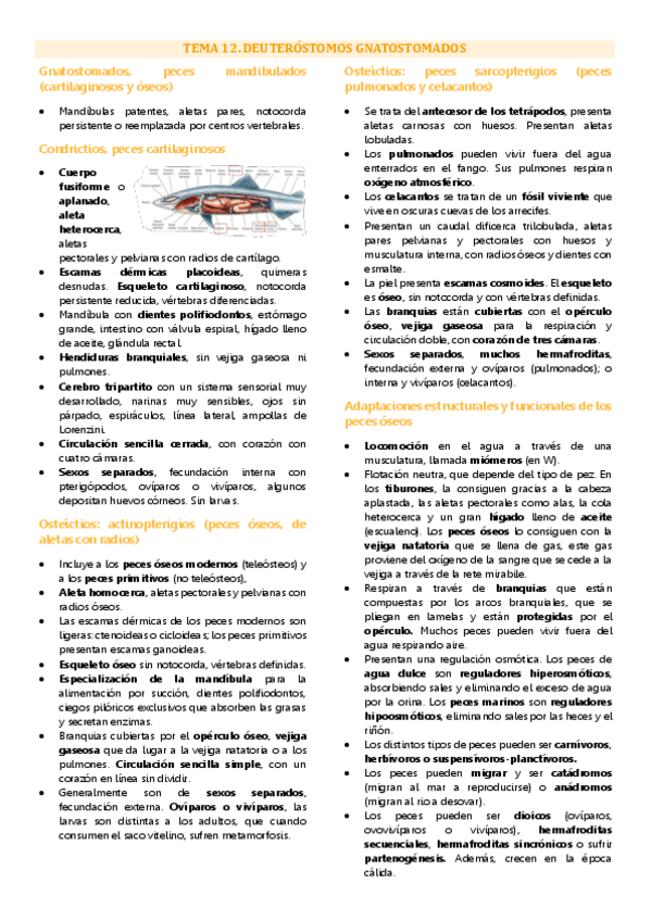 Miniatura del documento Tema 12 biología animal, deuteróstomos gnatostomados.pdf