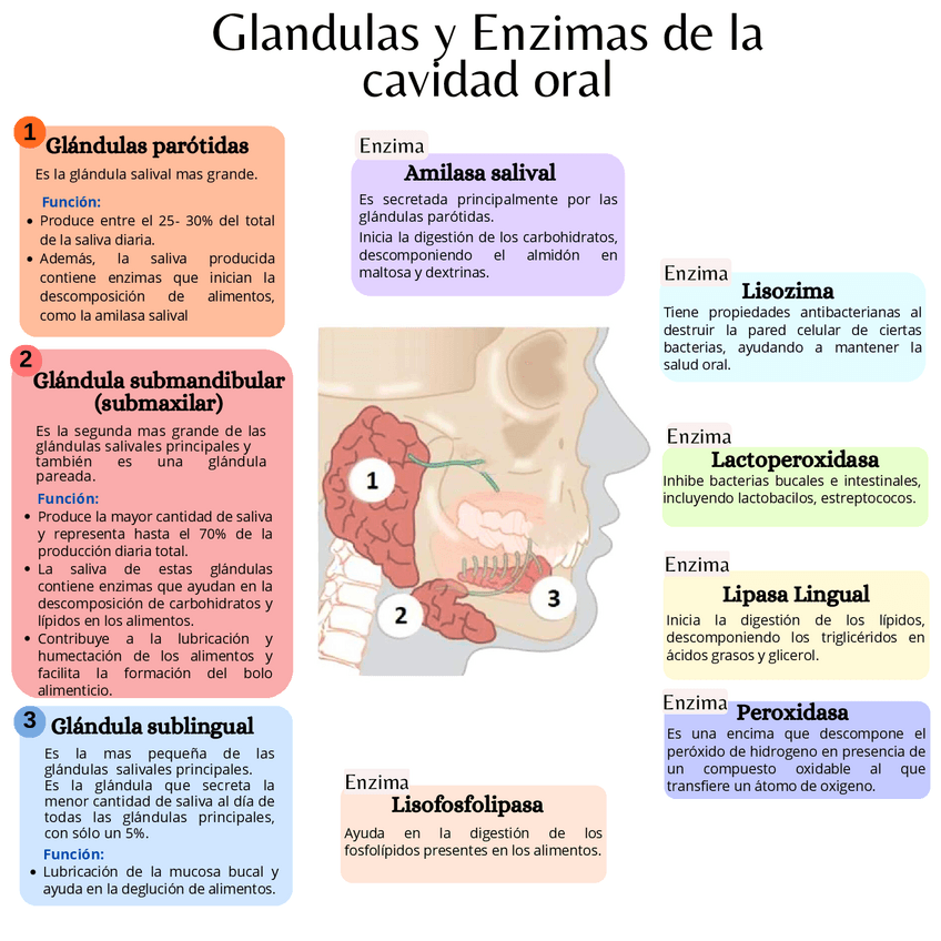 Miniatura del documento Glandulas-y-Enzimas-de-la-cavidad-oral.pdf