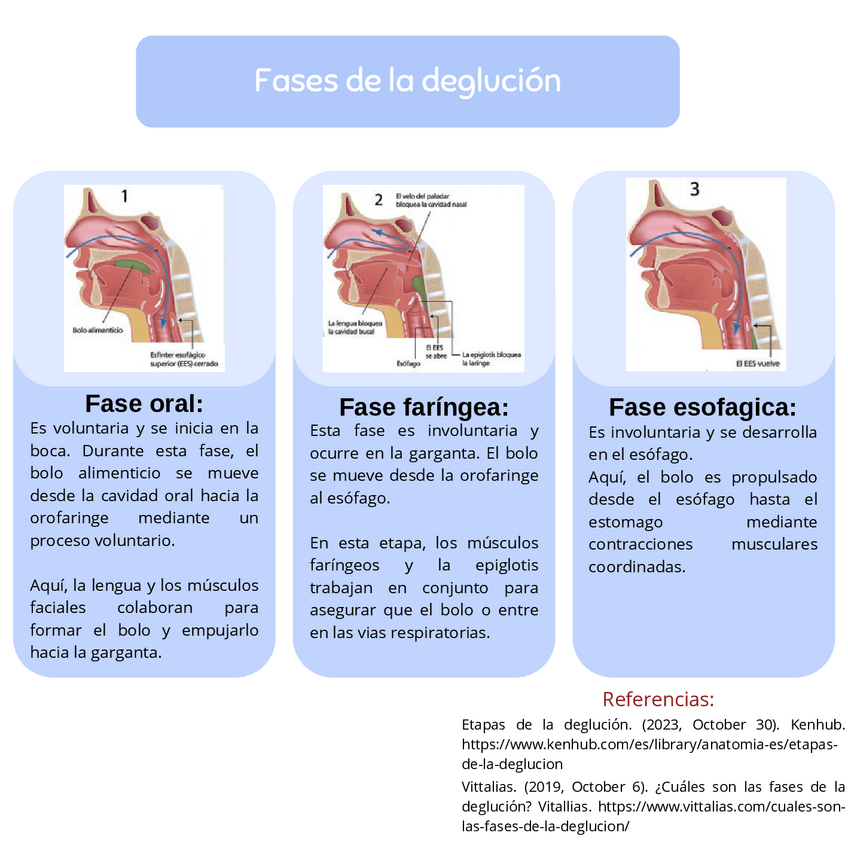 Miniatura del documento Fases-de-la-deglucion.pdf
