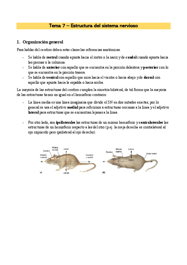 Miniatura del documento Estructura-del-sistema-nervioso.pdf
