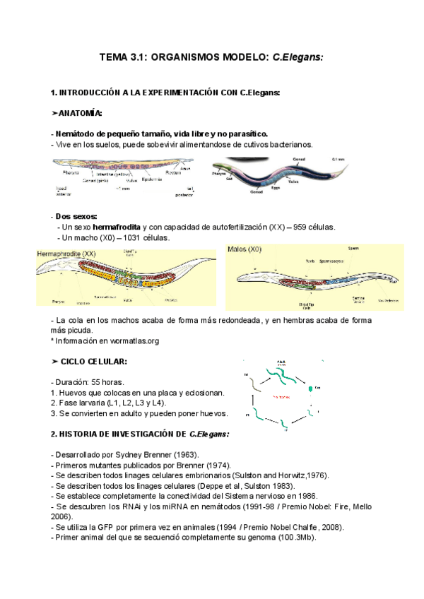 Miniatura del documento TEMA-3.1-ORGANISMOS-MODELO-C.Elegans.pdf