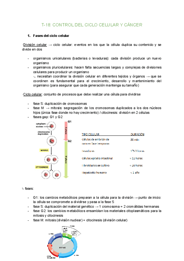 Miniatura del documento T-18-CONTROL-DEL-CICLO-CELULAR-Y-CANCER.pdf