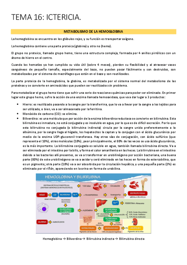 Miniatura del documento teMA-16-ictericia.pdf