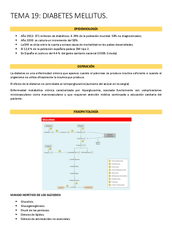 Miniatura del documento tema-19-diabetes-mellitus.pdf