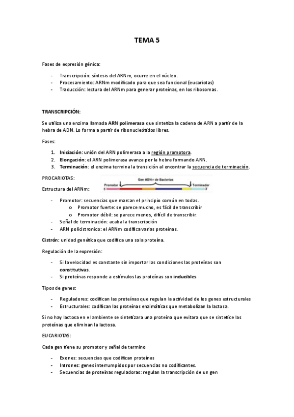 Miniatura del documento TEMA-5-transcripcio-i-traducio.pdf