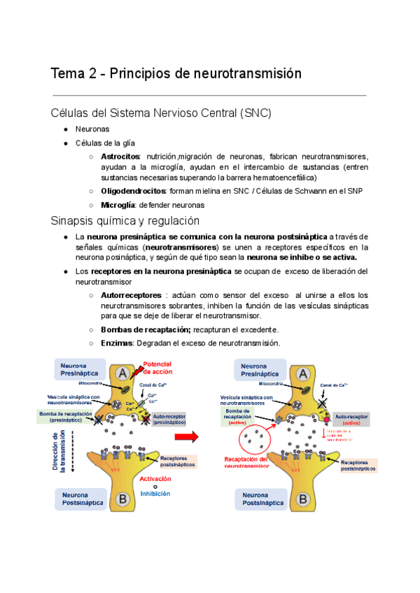 Miniatura del documento Tema-2-Principios-de-neurotransmision.pdf
