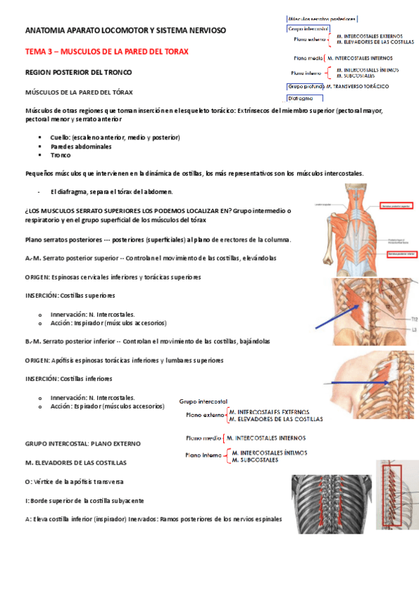 Miniatura del documento TEMA-3-MUSCULOS-PARED-DEL-TORAX.pdf