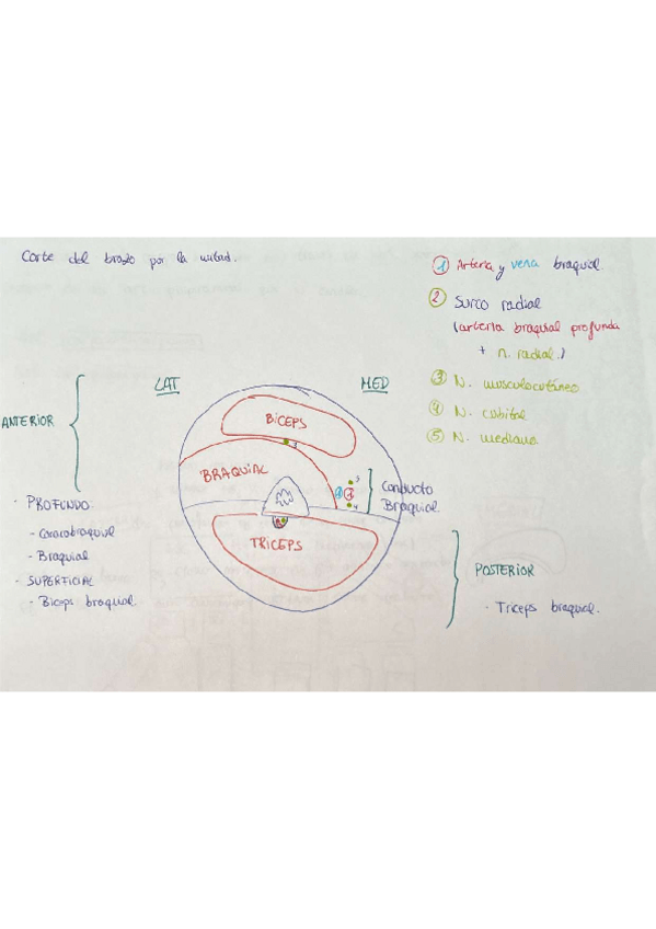 Miniatura del documento DIBUJOS-MUSCULOS-Y-ARTERIAS-VENAS-NERVIOS.pdf