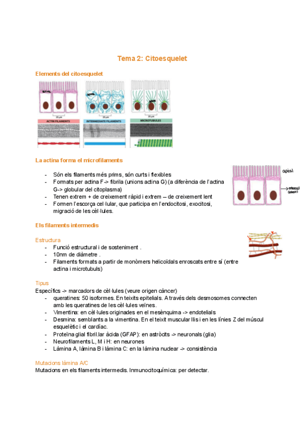 Miniatura del documento Tema-2-citoesquelet.pdf