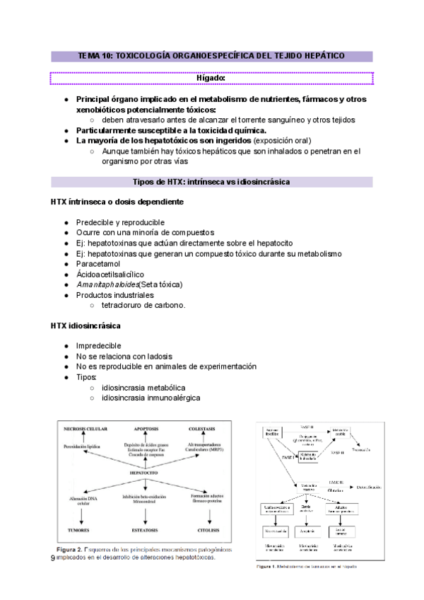 Miniatura del documento Tejido-hepatico.pdf