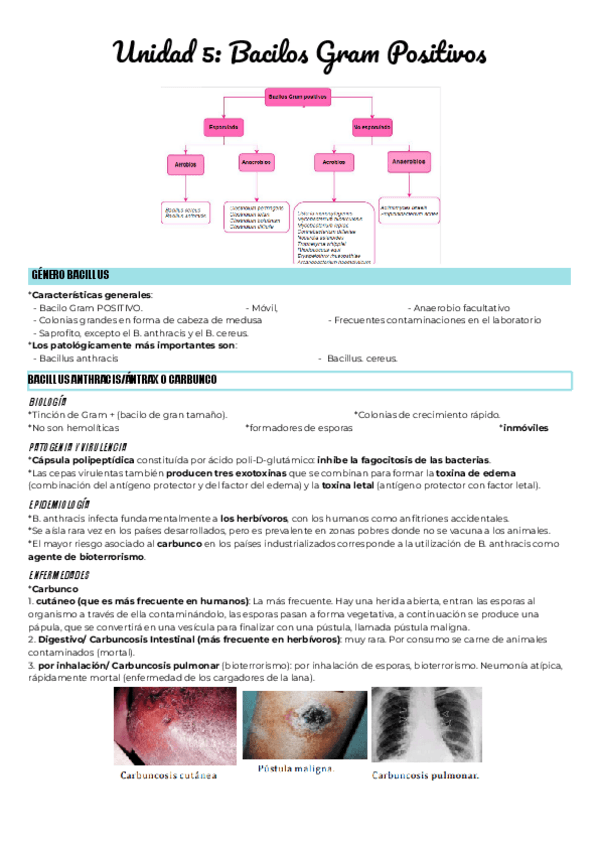 Miniatura del documento Unidad-5-Bacilos-Gram-Positivos.pdf
