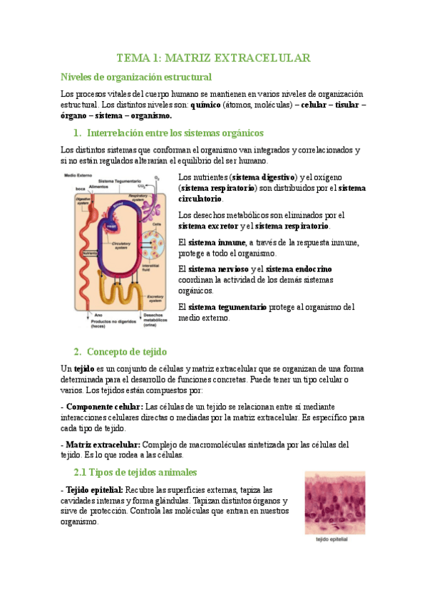 Miniatura del documento TEMA-1-Matriz-extracelular.pdf