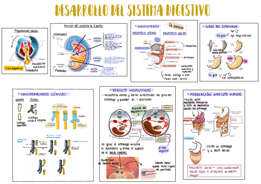 Miniatura del documento tema-5-digestivo.pdf