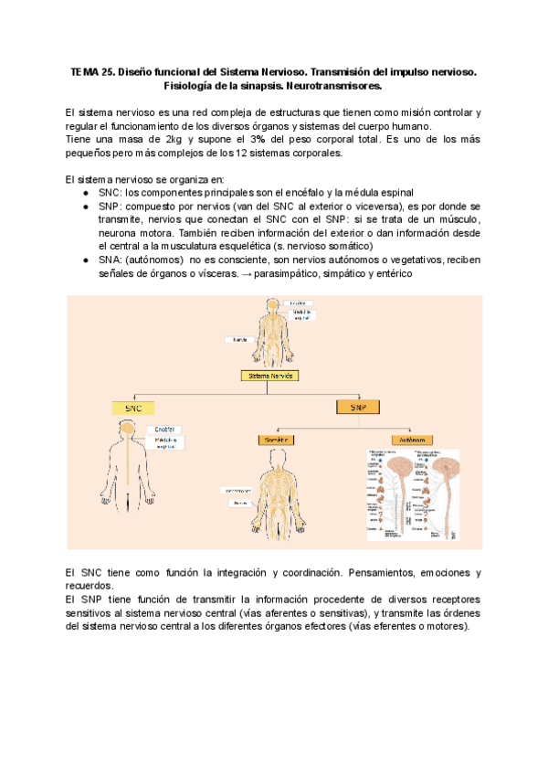 Miniatura del documento APUNTES-COMPLETOS-NERVIOSO.pdf