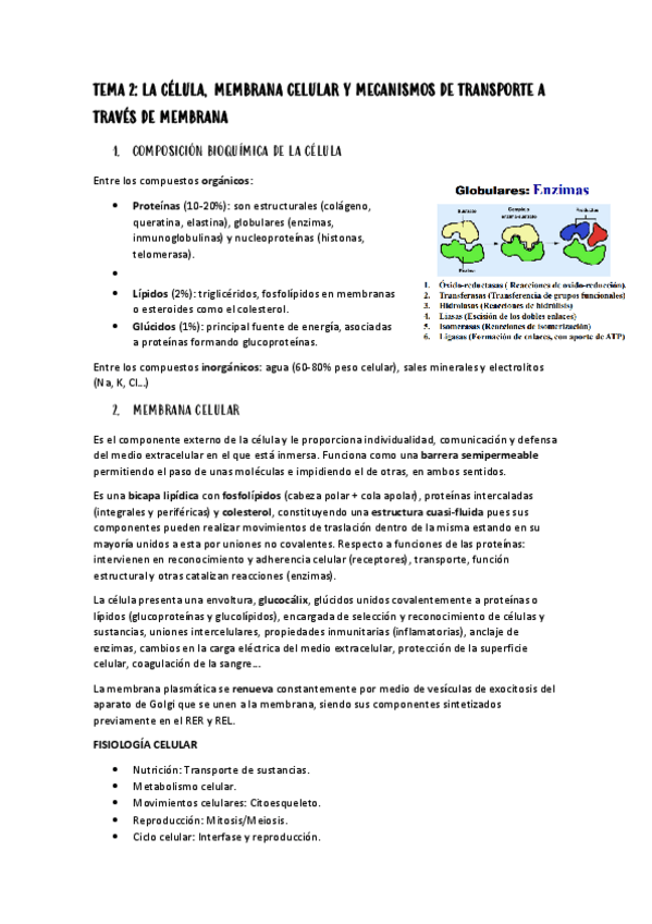 Miniatura del documento Tema-2.-Celula-membrana-celular-y-tpte-a-traves-de-membrana.pdf