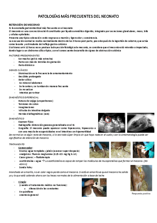Miniatura del documento PATOLOGIAS-MAS-FRECUENTES-DEL-NEONATO.pdf