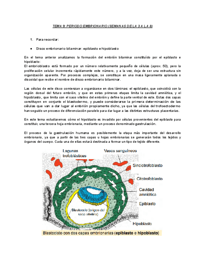 Miniatura del documento TEMA-9-PERIODO-EMBRIONARIO-SEMANAS-DE-LA-3-A-LA-8.pdf
