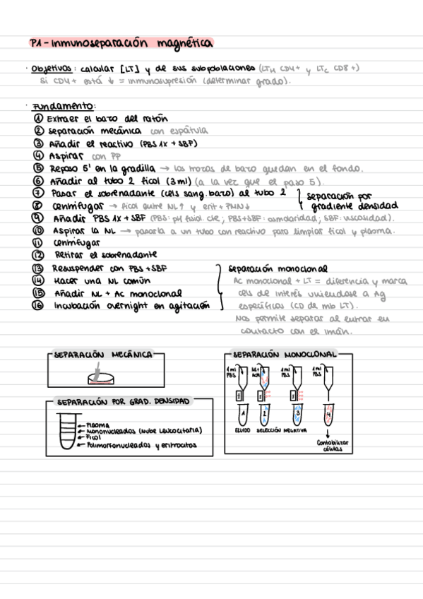 Miniatura del documento Apuntes-Practicas-Inmunologia.pdf
