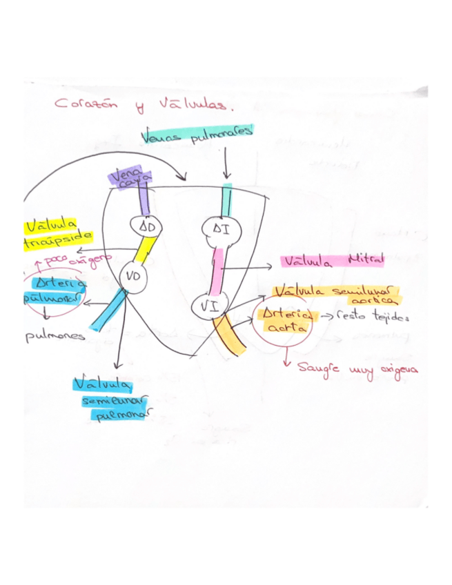Miniatura del documento corazon-valvulas-y-potenciales-de-accion.pdf