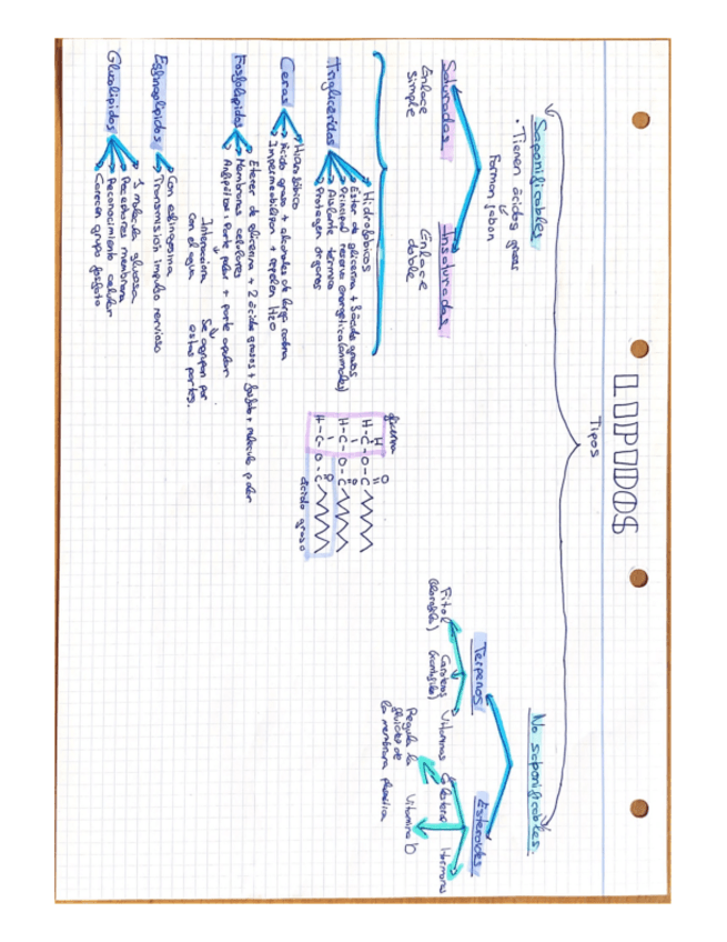 Miniatura del documento Esquemas-glucidos-y-lipidos.pdf