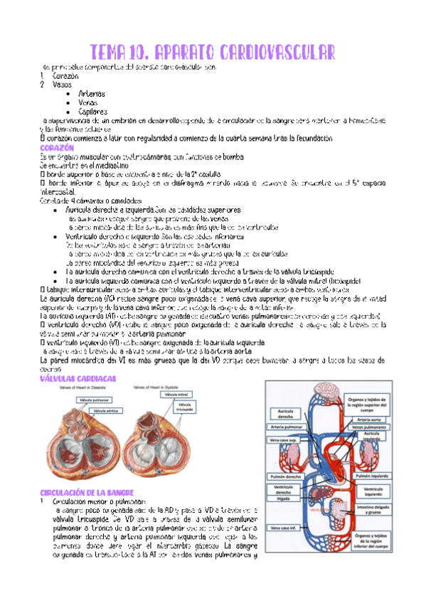 Miniatura del documento TEMA-10.-CARDIOVASCULAR.pdf
