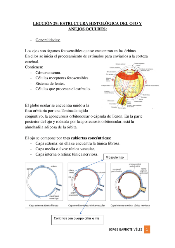 Miniatura del documento TEMA-29.-OJO.pdf