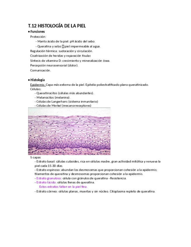 Miniatura del documento t-12-histolog195141a-de-la-piel.pdf