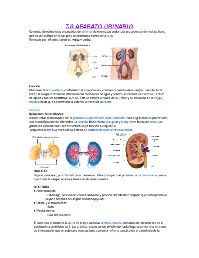 Miniatura del documento t-8-aparato-urinario.pdf