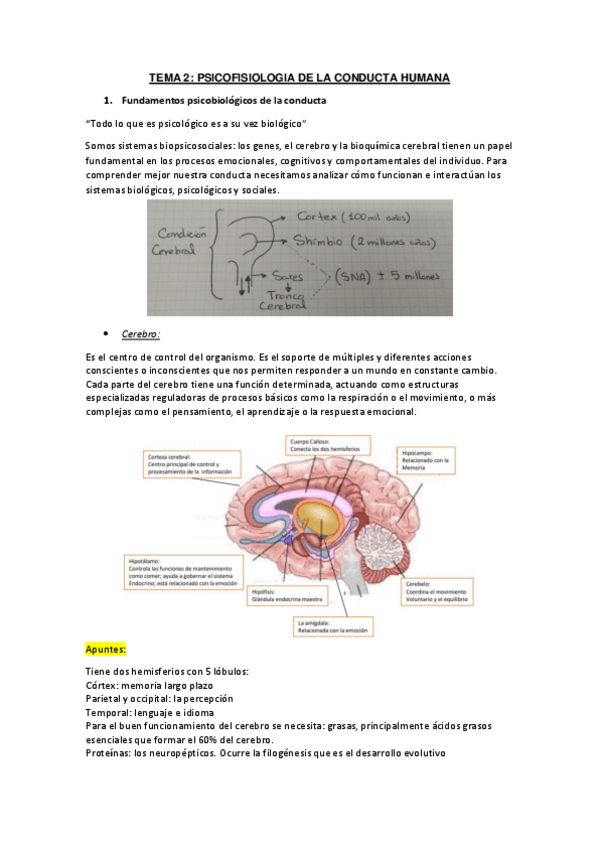 Miniatura del documento Tema-2-Psicologia.pdf
