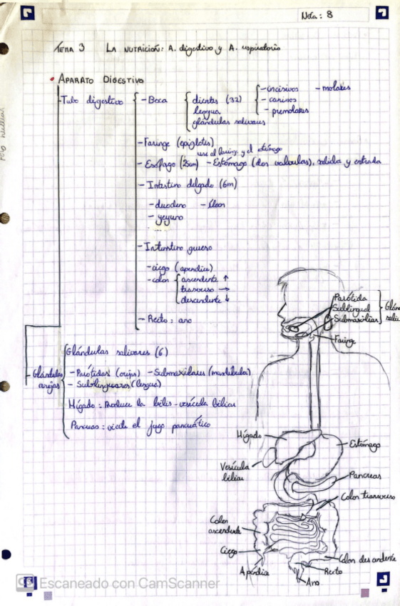 Miniatura del documento TEMA-3-APARATO-DIGESTIVO-Y-APARATO-RESPIRATORIO.pdf