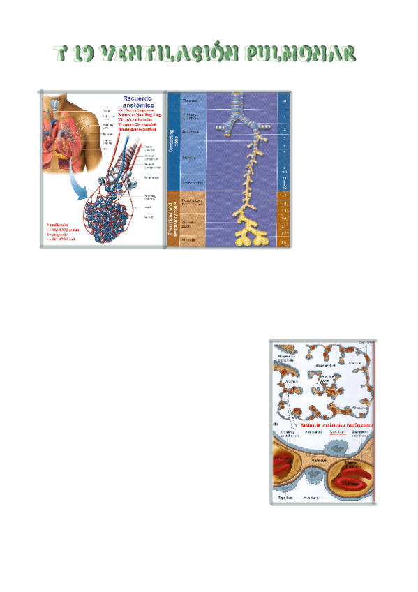 Miniatura del documento tema-19-ventilacion-pulmonar.pdf