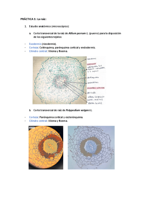 Miniatura del documento Practicas-botanica.pdf
