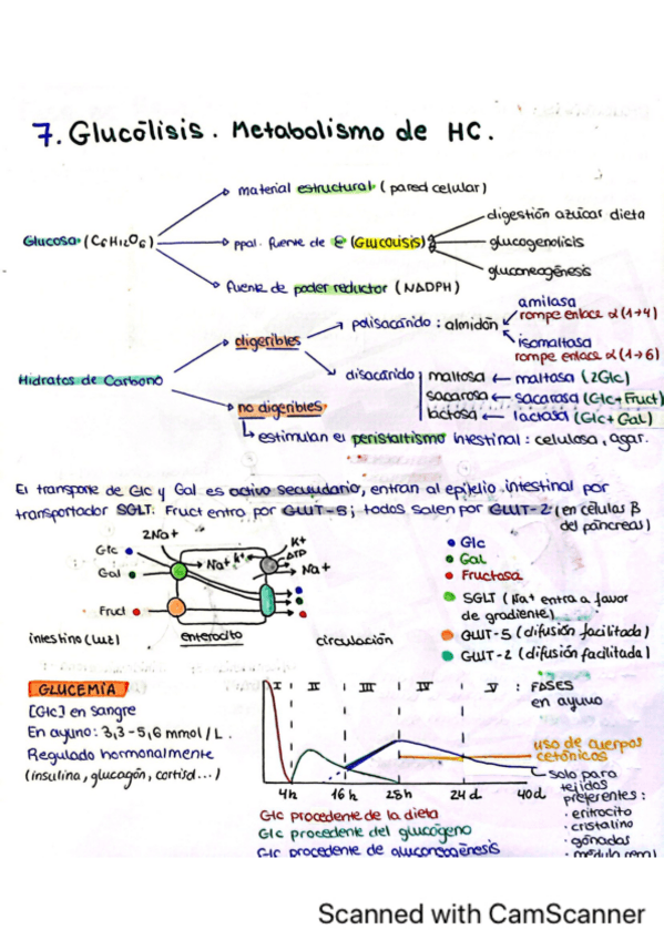 Miniatura del documento Tema-7.-Glucolisis.-Metabolismo-de-carbohidratos.pdf