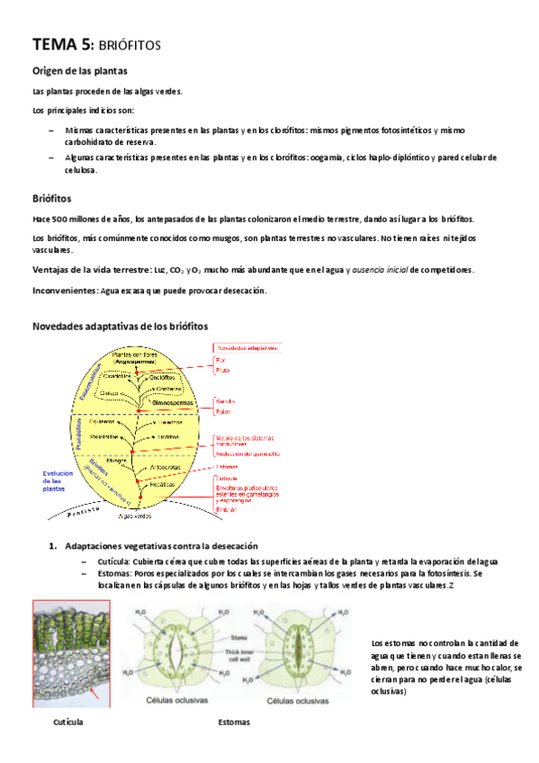 Miniatura del documento TEMA-5-Briofitos.pdf