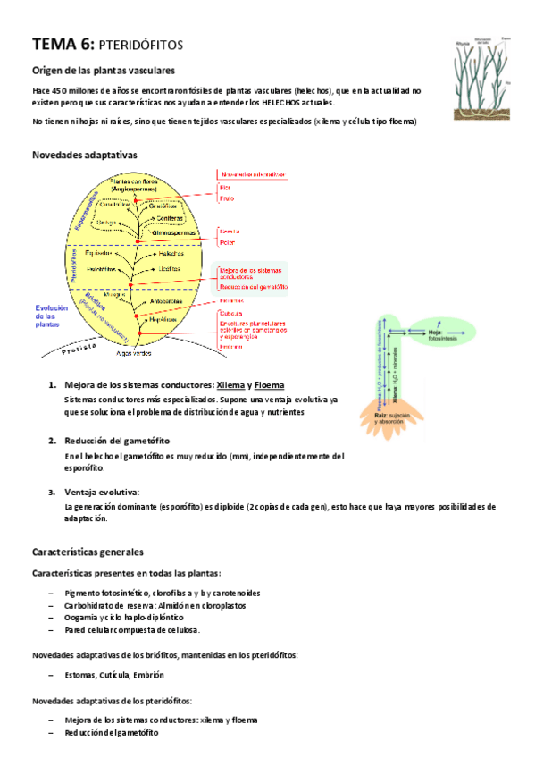 Miniatura del documento TEMA-6-Pteridofitos.pdf