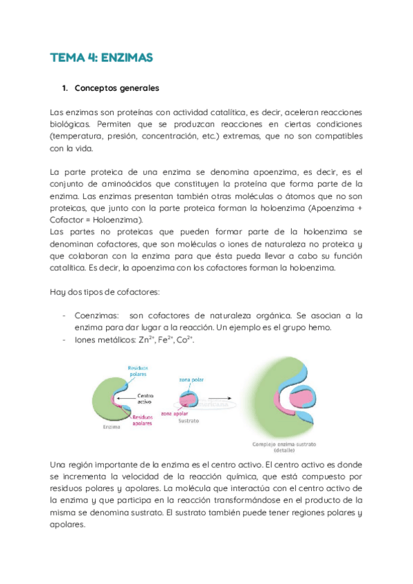 Miniatura del documento TEMA-4.-Enzimas.pdf