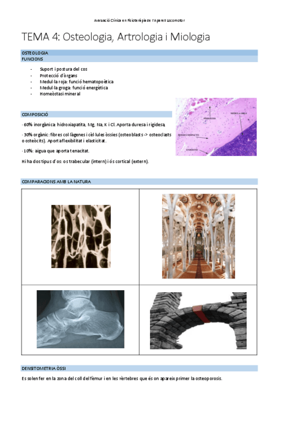 Miniatura del documento TEMA-3Generalitats-Osteologia-Miologia-i-Artrologia.pdf