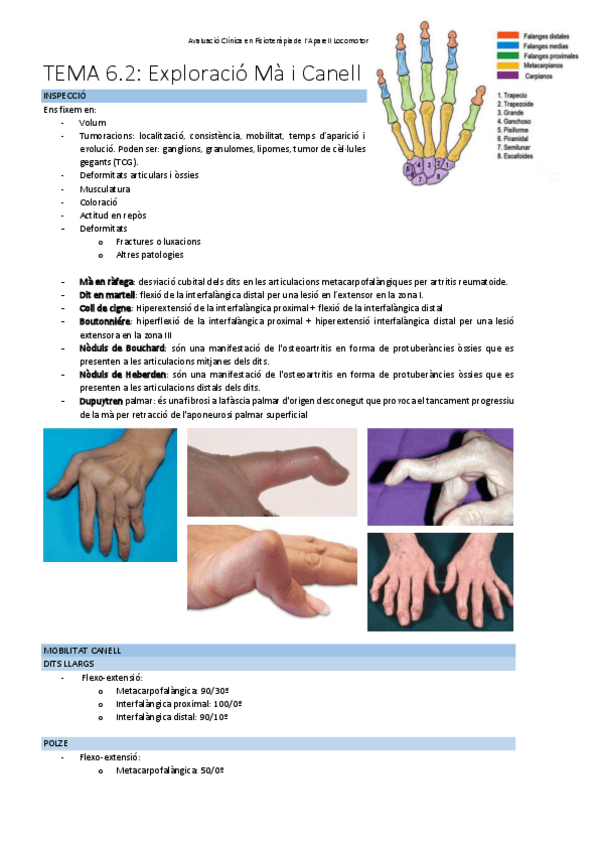 Miniatura del documento TEMA-6.2Exploracio-ma-i-canell.pdf
