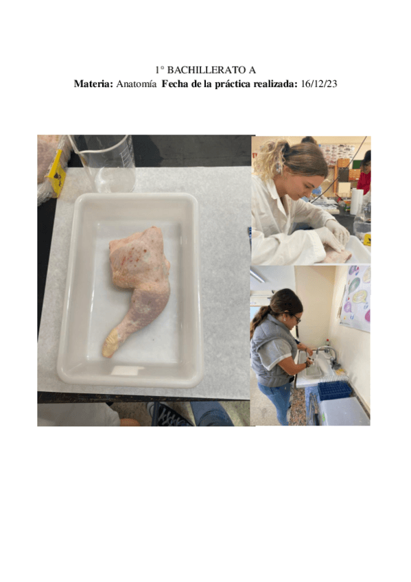 Miniatura del documento Informe-practica-diseccion-de-muslo-de-pollo..pdf