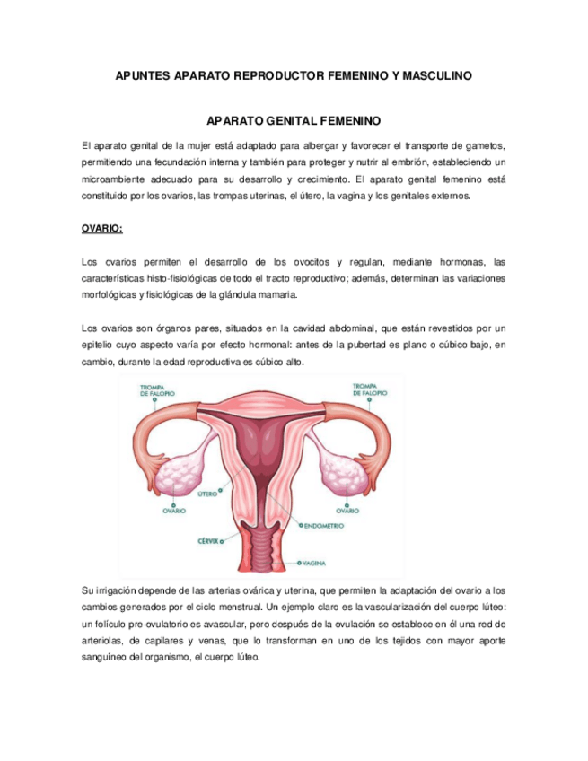 Miniatura del documento Apuntes-Aparato-reproductor-y-Gametogenesis.pdf