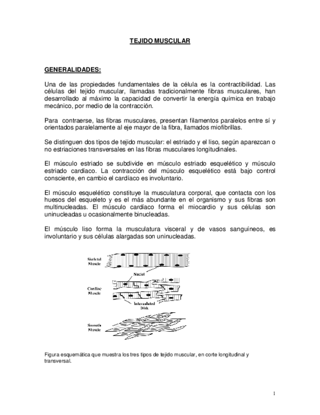 Miniatura del documento Apuntes-de-Tejido-muscular.pdf