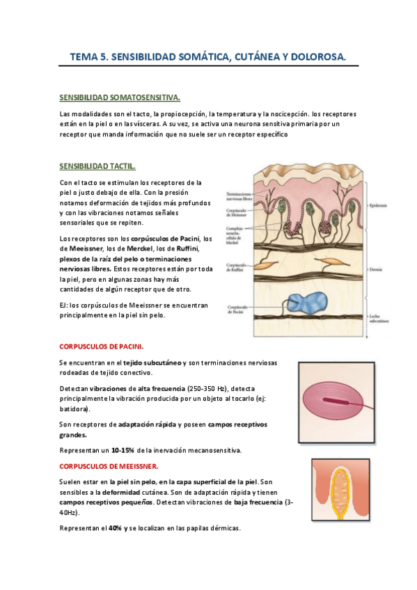 Miniatura del documento tema-5-sensibilidad-somatica-etc.pdf
